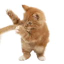 Kitty_E