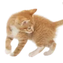 Kitty_F