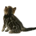 Kitty_G