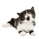 Kitty_H