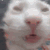 bugga