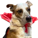 BarkLord