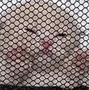 EmoCaged