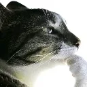 highlyintelligentthinkingcat