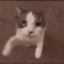 kissi