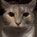 Stare