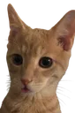 Cattacuino Cattacuino