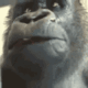 monkewait_club animated emote | Talk Pakistan
