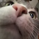 jasp jasp