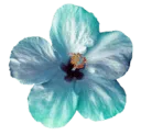 f_flower