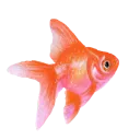 p_goldfish