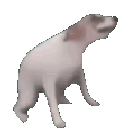 zf_funnyanimalscrazy