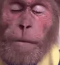 sadmonkey
