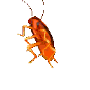 zf_Cockroach