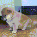 91585dog