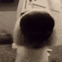 3615dogsnif