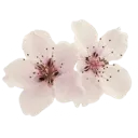 b_flowers