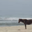 ohorseOfSorrow custom emote from home sweet home