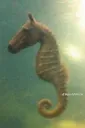 seahorse Discord Emoji | home sweet home
