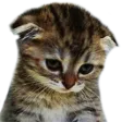 cat_kitten