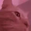 cat_vibin