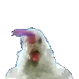chickenheads