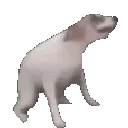 funnyanimalscrazy