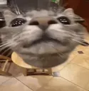 happycat