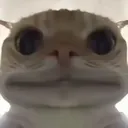 cat3