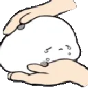 cat_pet