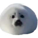 sealround