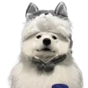 dognerd