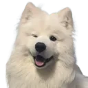 dogwink