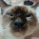 sillygrinner sillygrinner