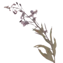6_flowerbranch