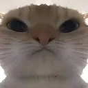 angrycat