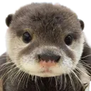 otter