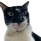 spore_petrol_surprised_cat spore_petrol_surprised_cat