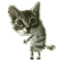 sillycat_ok