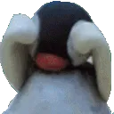 9pinga_cry