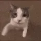 cat_sniff