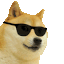 cooldoge