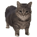 oiauia