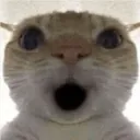 Shockedcat