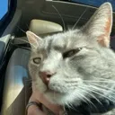 goose_sideeye