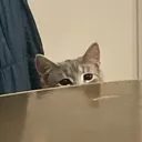 goose_peek