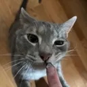 goose_sniffa