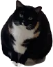 Rotund