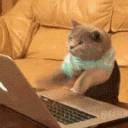 cattype