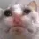 cat_melt